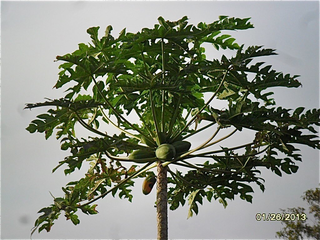 Carica papaya